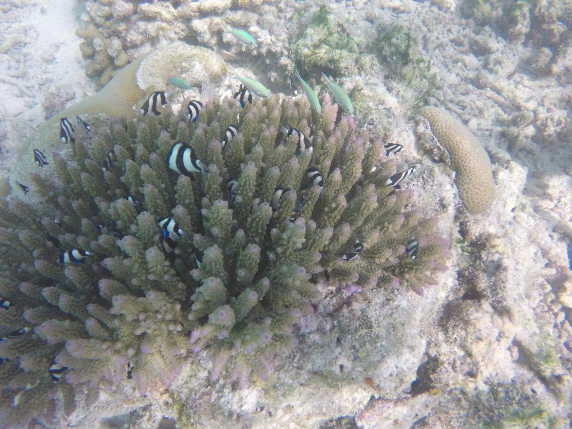 Kaafu Inn Guraidhoo Oda fotoğraf