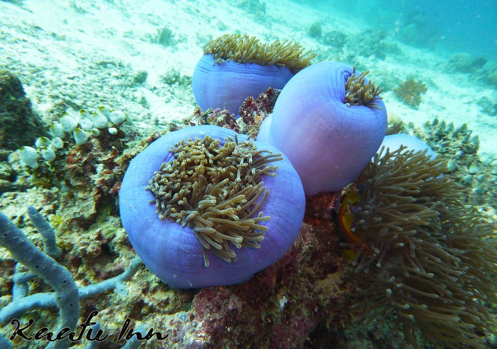 Kaafu Inn Guraidhoo Dış mekan fotoğraf
