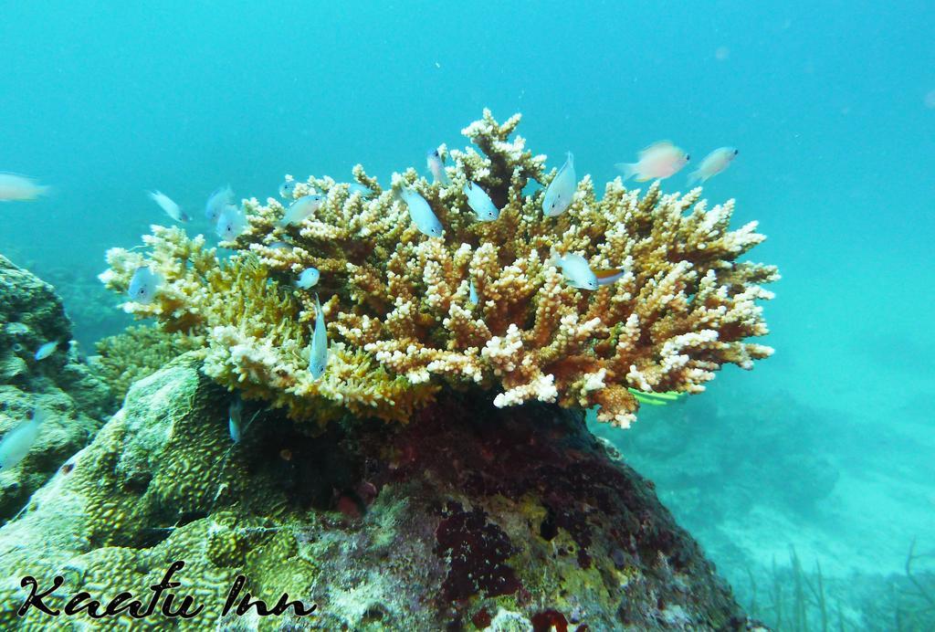 Kaafu Inn Guraidhoo Dış mekan fotoğraf