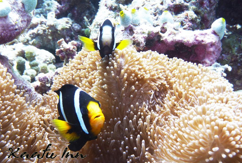 Kaafu Inn Guraidhoo Dış mekan fotoğraf