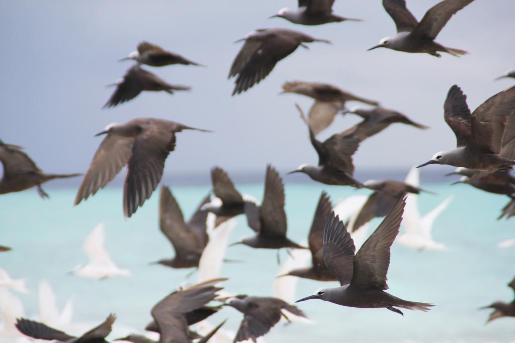 Kaafu Inn Guraidhoo Dış mekan fotoğraf